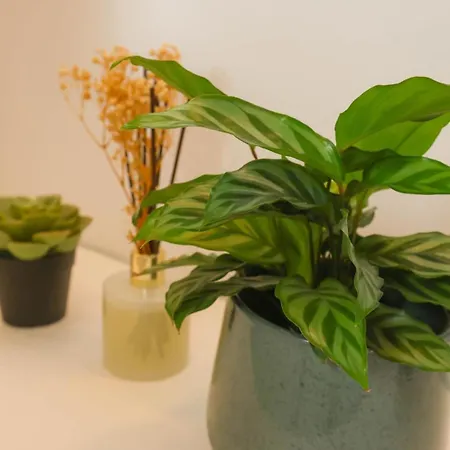 Cosy Au Centre Du Vieux